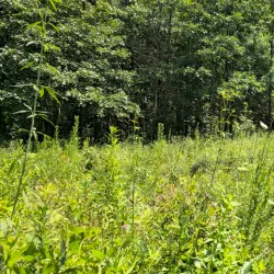 Ojibway Park - Windsor