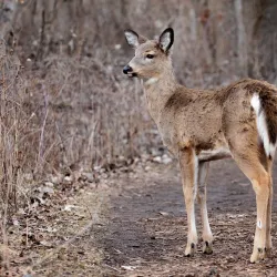 Ojibway Park - Windsor