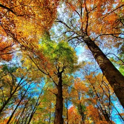 Ojibway Park - Windsor