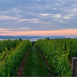 Annapolis Valley Wineries - Wolfville
