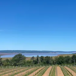 Annapolis Valley Wineries - Wolfville