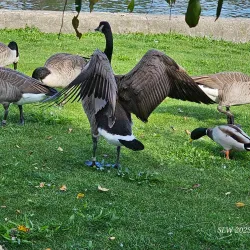 Southside Park - Woodstock