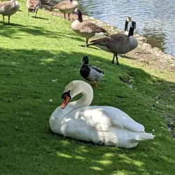 Southside Park - Woodstock