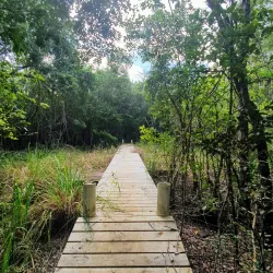 Mastic Trail - Bodden Town