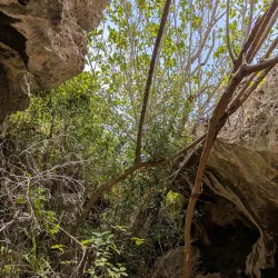 Bat Cave - Cayman Brac