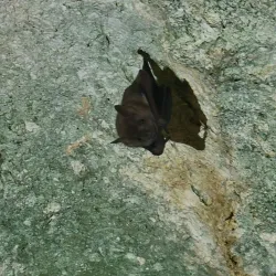 Bat Cave - Cayman Brac