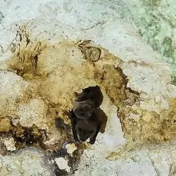 Bat Cave - Cayman Brac