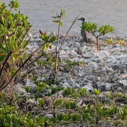 Cayman Brac Lighthouse - Cayman Brac