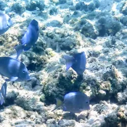 Cemetery Beach - Cayman Brac