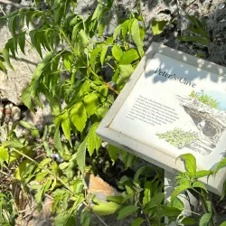Peter’s Cave - Cayman Brac