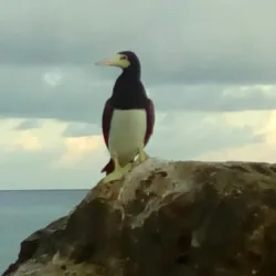 The Bluff - Cayman Brac