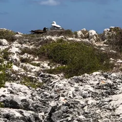 The Bluff - Cayman Brac
