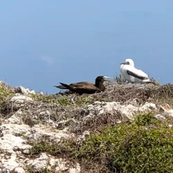 The Bluff - Cayman Brac