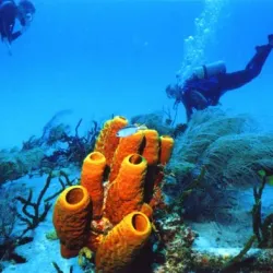 The Lost Reef - Cayman Brac