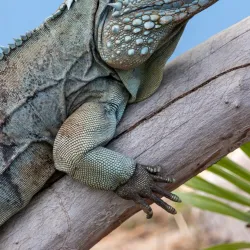 Queen Elizabeth II Botanic Park - East End