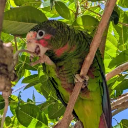 Cayman Turtle Centre: Island Wildlife Encounter - Seven Mile Beach