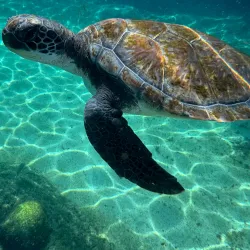 Cayman Turtle Centre: Island Wildlife Encounter - Seven Mile Beach