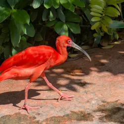 Cayman Turtle Centre: Island Wildlife Encounter - Seven Mile Beach