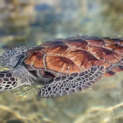 Cayman Turtle Centre: Island Wildlife Encounter - Seven Mile Beach