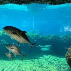 Cayman Turtle Centre: Island Wildlife Encounter - Seven Mile Beach