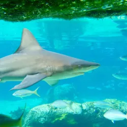 Cayman Turtle Centre: Island Wildlife Encounter - Seven Mile Beach