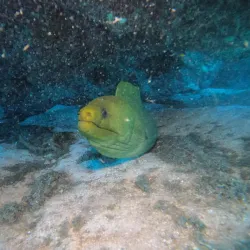 Coral Reef Divers - Seven Mile Beach