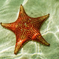 Starfish Point - Seven Mile Beach
