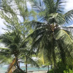 Starfish Point - Seven Mile Beach