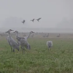 Local Wildlife Viewing Areas - Bambari