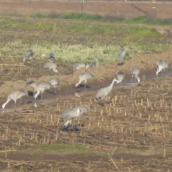 Local Wildlife Viewing Areas - Bambari