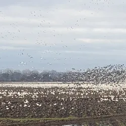 Local Wildlife Viewing Areas - Bambari