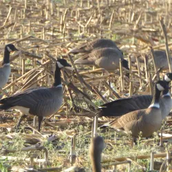 Local Wildlife Viewing Areas - Bambari