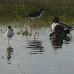 Local Wildlife Viewing Areas - Bambari