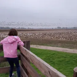 Local Wildlife Viewing Areas - Bambari