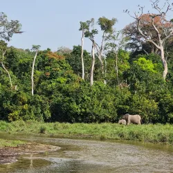 Dzanga-Sangha National Park (accessible from Bangui) - Bangui