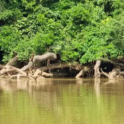 Dzanga-Sangha National Park (accessible from Bangui) - Bangui