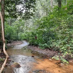 Dzanga-Sangha National Park (accessible from Bangui) - Bangui