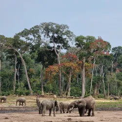 Dzanga-Sangha National Park (accessible from Bangui) - Bangui