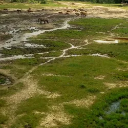 Dzanga-Sangha National Park - Nola
