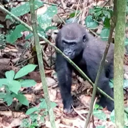Dzanga-Sangha National Park - Nola