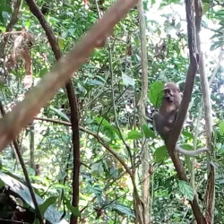 Dzanga-Sangha National Park - Nola