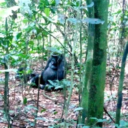 Dzanga-Sangha National Park - Nola
