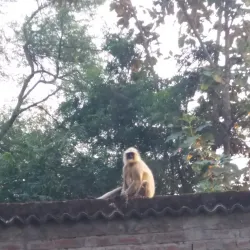 Dzanga-Sangha National Park - Nola