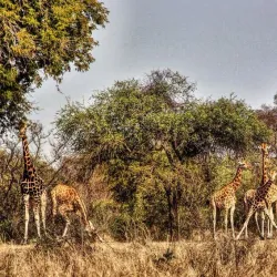Bird Watching in the Region - Am Timan