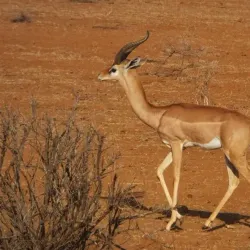 Zakouma National Park - Ati