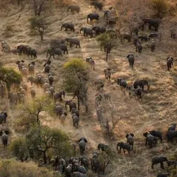 Zakouma National Park - Ati