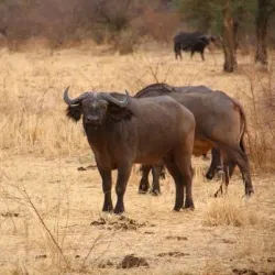 Zakouma National Park - Ati