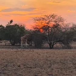 Zakouma National Park - Ati