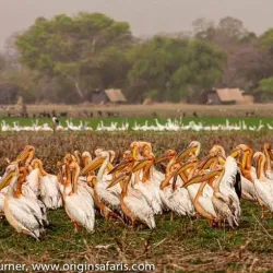 Zakouma National Park - Ati