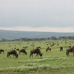 Zakouma National Park - Ati